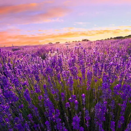 Lägenhet 1 Orvenyes