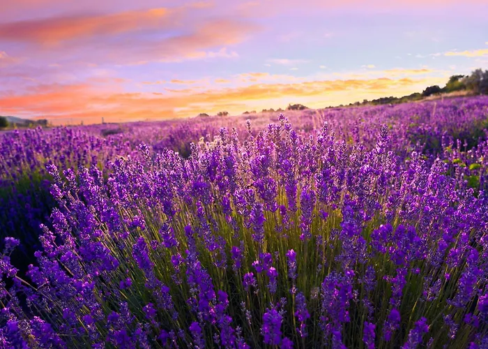 Lägenhet 1 Orvenyes